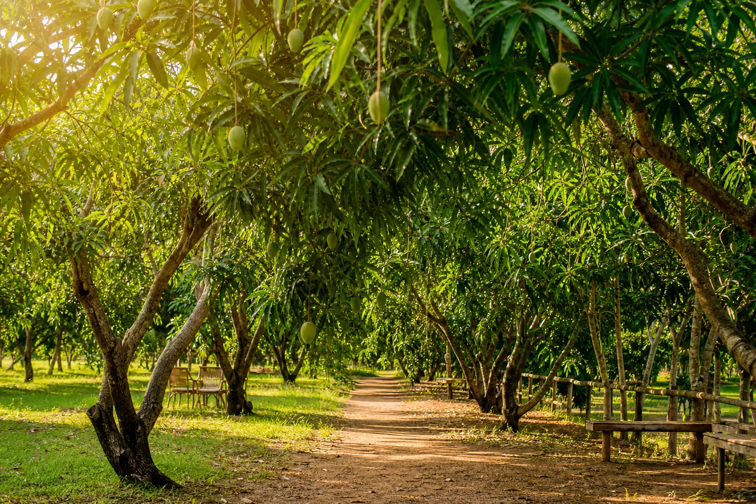 Mango orchard